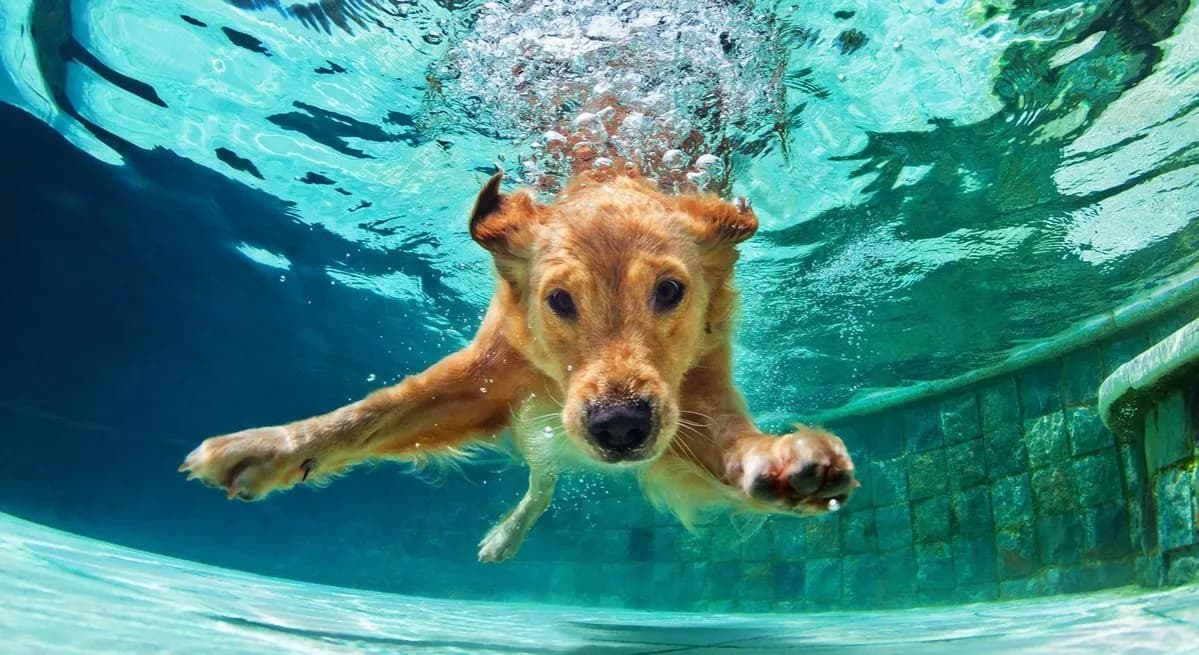Jak nauczyć psa pływania - skuteczne metody i najczęstsze błędy Jak nauczyć psa pływania - skuteczne metody i najczęstsze błędy